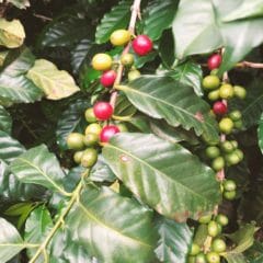 グアテマラのコーヒー農園で、横浜に輸入される前のコーヒーを味わう。